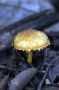 Day04 - 20 * Mushroom